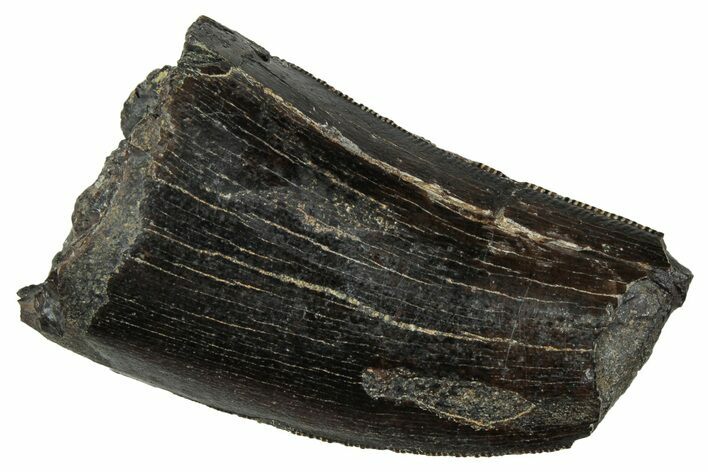 Serrated Tyrannosaur Tooth - Two Medicine Formation #241285